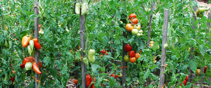 jardin-bio-tomates