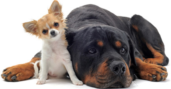 Assurance chien categorie 2